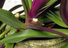 KWIATOSTANY REO przypominają łódeczki. Maleńkie kwiaty wychylają się z nich tylko na kilka godzin