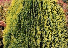 ŻYWOTNIK WSCHODNI 'AUREA NANA' (Platycladus orientalis), zielonkawy latem, a rudy zimą, po 10 latach ma wysokość ok. 0,7 m.