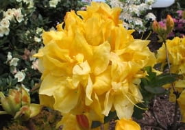 Azalia 'Umpqua Queen'