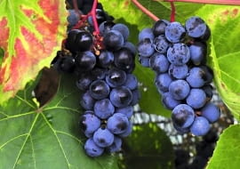 Do pokrywania altan, trejaży i ścian wybierzmy jedną z silnie rosnących, odpornych na mróz odmian winorośli: 'Alwood', 'Concord', 'Fredonia' lub 'Ontario' (na zdjęciu 'Zilga')