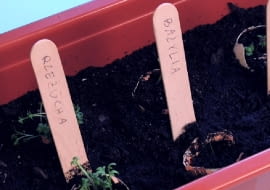 Rozsada w skorupkach jaj