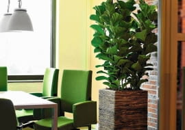 FIGOWIEC LIROLISTNY (Ficus lyrata). Wyróżnia się dekoracyjnymi liśćmi o długości do 50 cm. Jego pęd nie rozgałęzia się i silnie rośnie w górę. W pojemniku ładniej wygląda w grupie. Toleruje słabe oświetlenie.