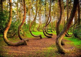 Krzywizna dolnych partii pni powstała, gdy sosny w Krzywym Lesie miały 7 lat.