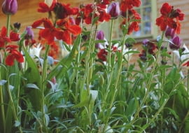 WIOSNĄ rośliny wybuchną kwiatami i oszałamiającym zapachem. Od marca do czerwca wraz z lakami będą kwitnąć też barwne cebulki. Pamiętajmy jednak o regularnym dokarmianiu nawozami płynnymi o dużej zawartości potasu.