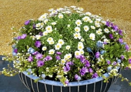 Srebrzeń, fioletowe osteospermum i drobnokwiatowa bakopa posadzone w dużym pojemniku tworzą zgrabną kopułę.