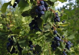 Owoce świdośliwy są smaczne na surowo, a także mrożone, suszone i w przetworach.