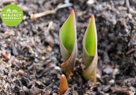 Wzrastające tulipany