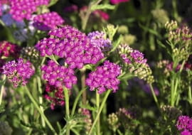 Purpurowy krwawnik 'Cerise Queen' kwitnie od czerwca do października