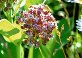 TROJEŚĆ AMERYKAŃSKA (Asclepias syraiaca) wypiera nasze krajowe gatunki.