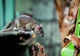 Najczęściej spotykanymi gatunkami są szczur wędrowny (Rattus norvegicus) i szczur śniady (Rattus rattus). Ten pierwszy występuje w całej Polsce, natomiast szczur śniady - w miastach portowych i na zachodzie kraju