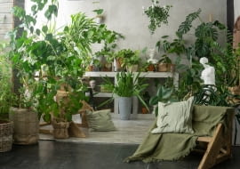 Urban jungle