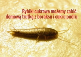 Rybiki nie są szkodliwe - jeśli w domu będzie czysto i sucho, będą się pojawiać sporadycznie