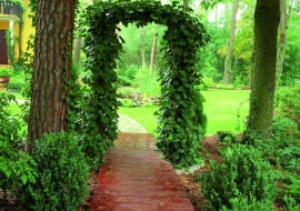 Bluszcz to szybki akrobata - aby opleść tę drewnianą konstrukcję pergoli w moim ogrodzie, potrzebował czterech lat.