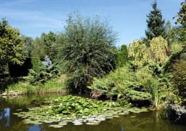 Latem staw zdobią lilie wodne. Pośród nadbrzeżnych wierzb złoci się już od września grujecznik japoński 'Pendulum'.