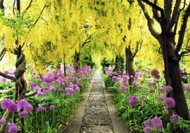 Arch of Laburnum x watereri 'Vossii' underplanted with Alliums at Barnsley House, Gloucestershire.