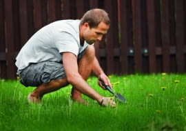 Zadbany trawnik jest oczkiem w głowie prawie każdego właściciela ogrodu.