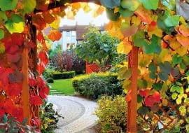 OGROD , WINOROSL JAPONSKA - PNACZE , OZDOBNE LISCIE FOT. LILIANNA SOKOLOWSKA PUBLIKACJA OGRODY NUMER SPECJALNY 1/2011 - 50 SPOSOBOW NA PIEKNY OGROD - 5 2011