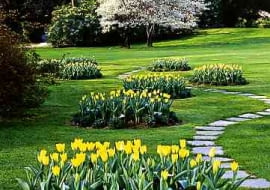 NA PARKOWYM KLOMBIE. Żółte tulipany i niebieskie niezapominajki posadzono na kilku identycznych klombach, pomiędzy którymi wije się ścieżka.