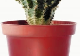 Kaktusom nie szkodzi przesuszenie podłoża. Zapas wody mają przecież w zgrubiałym pędzie.