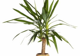 Odrost boczny juki odrywamy od "pnia" przy nasadzie.