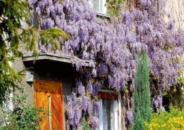 Glicynii warto zapewnić mocne rusztowania, pergole i altany, wokół których pędy mogą się owijać.