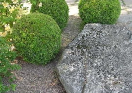 Bukszpan wieczniezielony (Buxus sempervirens)