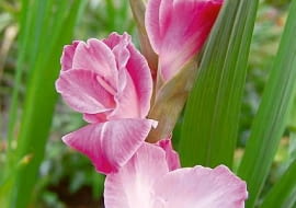 Mieczyk 'Beauty of Holland'