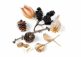 Stratyfikacja to wyrwanie nasion ze snu i przyśpieszenie kiełkowania. NASIONA wielu drzew, krzewów i bylin kiełkują słabo albo wcale, jeżeli nie były stratyfikowane