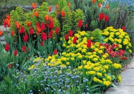 Colourful border of Tulips and Euphorbia polychroma at Great Dixter SLOWA KLUCZOWE: Beet Beete Bepflanzung Blume Cottage Farbe Farben Fr´hling Garten Knolle Knollen Myosotis Raublattgew chse Tulpen Vergissmeinnicht Vergi?meinnicht anpflanzen bepflanzen blau bl´hend bunt einpflanzen gelb rot tulipa quadratisch