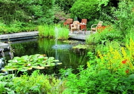 Ryby dobrze się czują w zbiorniku, w którym większa część lustra wody jest wolna od roślin.