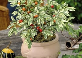 Korallenkirsche, Solanum capsicastrum Variegatum, FrŁchte sind giftig! SLOWA KLUCZOWE: Giftige Pflanzen Baum Laub Strauch bunt orange Hochformat