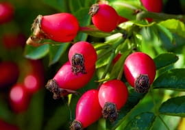 Dzika róża/Fot.: btwcapture shutterstock