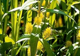 Tojeść bukietowa (Lysimachia thyrsiflora)