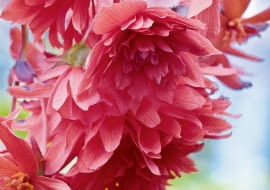 UWAGA ! DO JEDNORAZOWEJ PUBLIKACJIBEGONIA WIECZNIE KWITNACA , BULWIASTA PENDULA ODM. ORANGE , KWIAT , ROSLINA SEZONOWA DO DONICZEK I OGRODOWFOT. TOMASZ CIESIELSKIPUBLIKACJA OGRODY NR 4 (132) - 4 2010