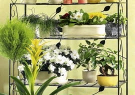 07.03.2006 WARSZAWA DLA MIESIECZNIKA CZTERY KATY KWIAT KWIATY ROSLINA ROSLINY DONICZKOWE DONICZKOWA DONICZKA DONICA OSLONKI NA DONICZKE STYLIZACJA ANETA KOSIBA FOT. LUKASZ ZANDECKI / AGENCJA GAZETA PUBLIKACJA CZTERY KATY NR 5 (175) - 5.2006 SLOWA KLUCZOWE: CZTERY KATY ROSLINY ZDJĘCIE DO WKŁADKI: PUBLIKACJA CZTERY KATY NR 5 (175) - CZASOPISMA