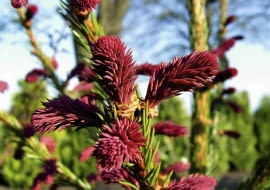 Kolorowe przyrosty iglaków mogą zaskoczyć nawet wytrawnego ogrodnika bogactwem barw i form. Na zdjęciu świerk pospolity 'Rydal'