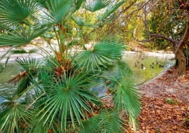 Mocnym zielonym akcentem są dorodne liście palmy szorstkowca Fortunego (Trachycarpus fortunei) - jesienią wspaniale komponują się z przebarwionymi liśćmi platanów.