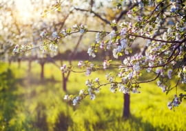 Z początkiem maja zaczynają kwitnąć jabłonie.Najpierw nieśmiało kwitną wcześniejsze odmiany, ale już niedługo dołączają do nich wszystkie drzewa i świat znowu 'nie jest taki zły'. Oby tylko wiosenne przymrozki nie zniszczyły kwiatów.