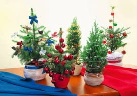 UWAGA ! DO JEDNORAZOWEJ PUBLIKACJI CHOINKI BOZONARODZENIOWE - SWIERK SERBSKI ( Z KOKARDKAMI ) , JALOWIEC CHINSKI ' STRICTA ' ( W ZLOTYM LANCUCHU Z GWIAZDKAMI ) , SWIERK BIALY ' CONICA ' ( Z PREZENTAMI ) , CYPRYSIK LAWSONA ' CHILWORTH SILVER ' ( W SREBRNYM LANCUCHU Z BOMBKAMI ) , SWIERK KLUJACY ' DENSATA ' ( Z CZERWONYMI BOMBKAMI ) FOT. ANNA KULIKOWSKA PUBLIKACJA KWIETNIK NR 12 (204) - 12 2011 SLOWA KLUCZOWE: ROSLINA SWIETA BOZE NARODZENIE CHOINKA DEKORACJA ZDJĘCIE DO WKŁADKI: PUBLIKACJA KWIETNIK NR 12 (204) - CZASOPISMA