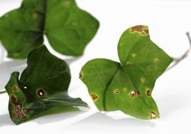 Plamistość liści bluszczu