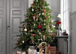 Choinka z jodły kaukaskiej