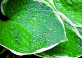 Poniżej krople wody działają jak soczewki skupiające promienie.