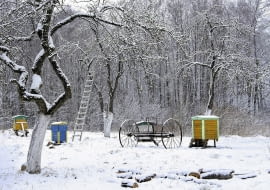 Na początku lutego należy powtórzyć bielenie pni i grubych konarów drzew owocowych mlekiem wapiennym. Odmiany ozdobne można zabezpieczyć, przywiązując do pni od ich południowej strony długie deski