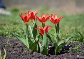 Tulipany botaniczne. Liczą od 15 do 25 centymetrów wysokości. Mają mniejsze kwiaty o ostro zakończonych kwiatach, węższe liście, kwitną już w marcu. Co 2-3 lata trzeba wykopać ich cebulki i przesadzić w inne miejsce. Jeśli nie będziemy tego robić regularnie, to nie wypuszczą pędu kwiatowego.