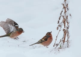 ZIĘBY ZIMĄ nie pogardzą suchymi owocostanami komosy, rudbekii czy floksów.