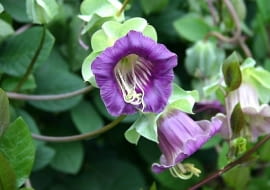 Cobea scandens