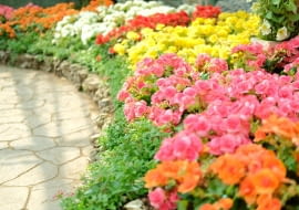 begonia dragon kompozycje kwiatowe