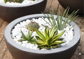 Succulents SLOWA KLUCZOWE: Kerne Luc Klinkhamer Perennial Steine Sukkulente eingetopft Hochformat