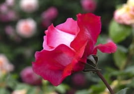 Róże. Odmiana 'Venrosa' - róża wielkokwiatowa o kielichowatych dużych karminowych kwiatach i pięknym zapachu