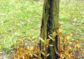 Pękające pnie drzew